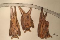 3 little Bats